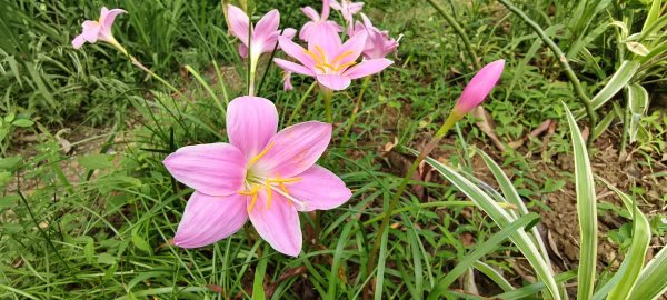 2025/05/31_烘爐地登山步道(南勢角山)2801428