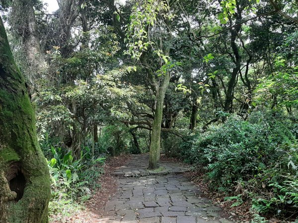 110 年春 登七星山1345730