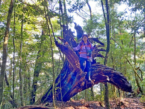 鳶嘴稍來神木、稍來山O型走20209151102469