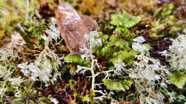 #望洋山 #太平山觀雲步道 #霧淞 #雲海 #帝雉 3/172737666