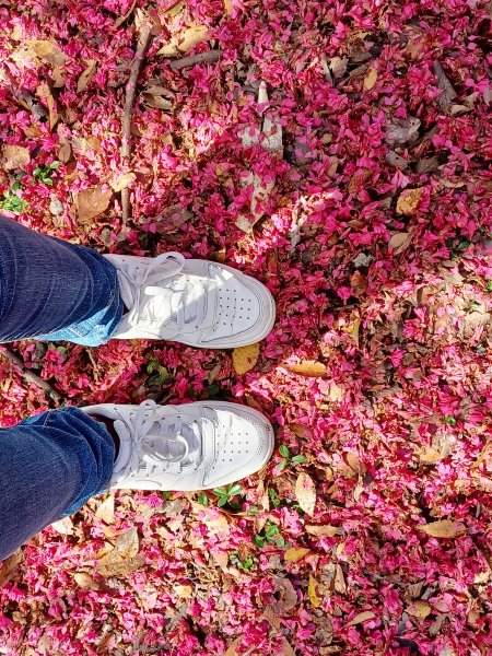 【台中和平】森林步道悠閒走。 八仙山森林遊樂區步道群2784610