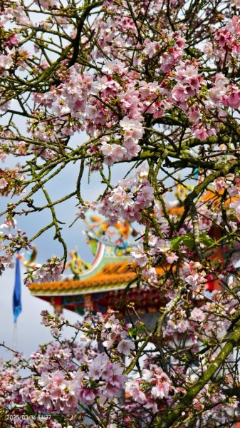 #綠繡眼 訪花 #吉野櫻 #天元宮 #楓樹湖 03162736730