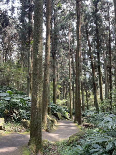 溪頭景觀步道2468826