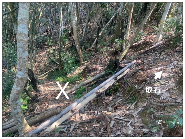 阿里眉山 (日月潭四姝的么妹)2753061