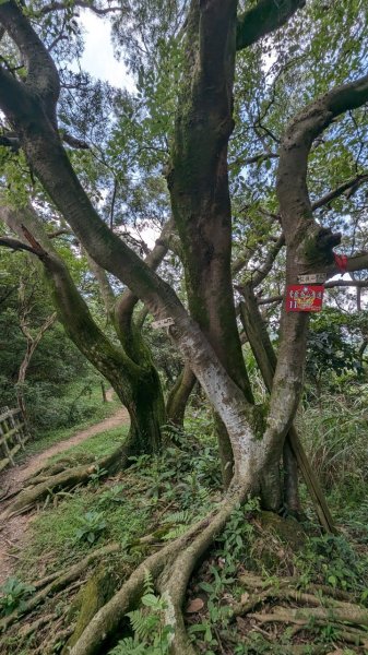 113.06.08阿四坑山-龜公山-牛灶坑山-彰埔坑山2530088