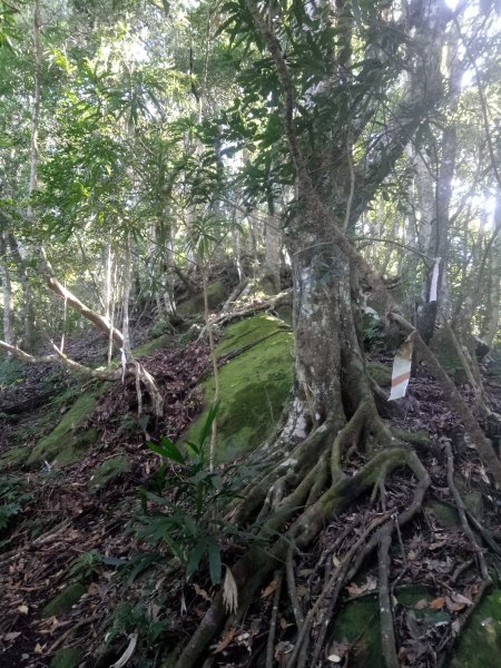 小東河山至大龍山202111201842877