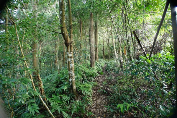 新竹 關西 馬武督山2914172