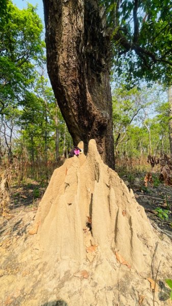 尼泊爾奇旺國家公園4天三夜2788969