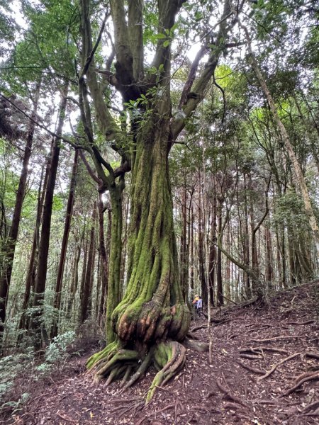 清泉 雪霸農場 野馬瞰山2925868
