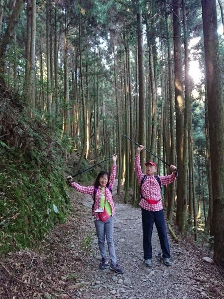 高聳雲天的檜山巨木群步道718768