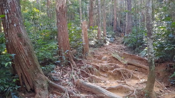 《新竹》斷崖神木｜北得拉曼步道小P繞202510172917463