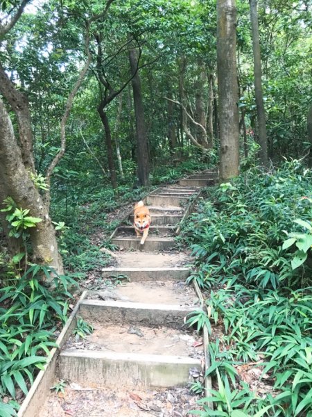 金面山步道1071843