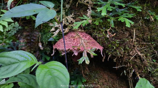 《雲林》望好望角｜石壁山嘉南雲峰步道(中側登山口）202506072805361