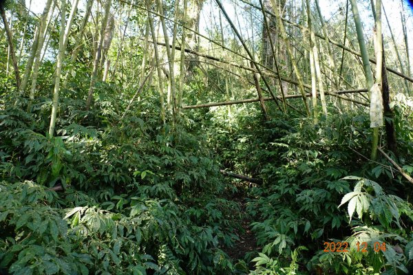 嘉義 竹崎 光崙山、摩天嶺1941094