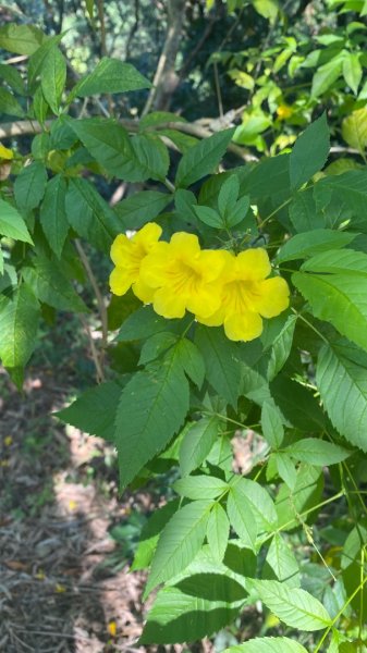 旗尾山(小百岳#72)2730822