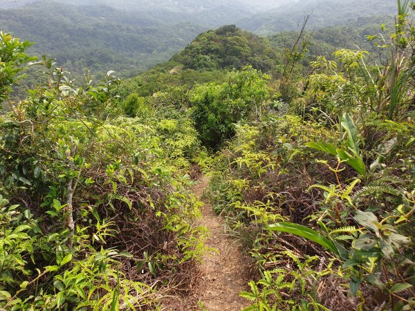 異想天開內湖群山O型走1556946