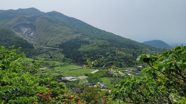 百拉卡公路人車分道菜公坑山賞花趣2120322