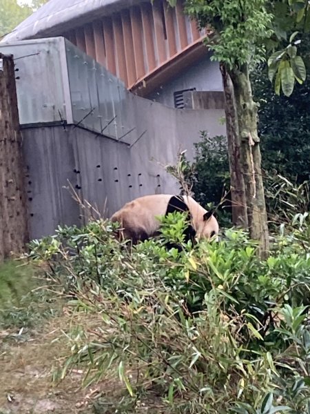 四川成都大熊貓繁育研究基地2940689