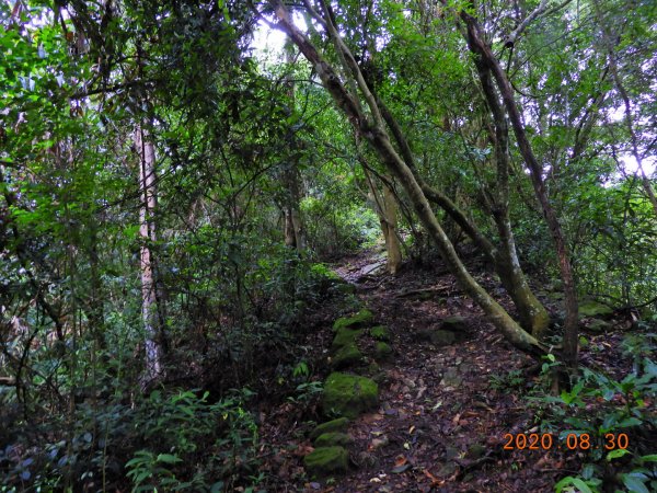 苗栗 卓蘭 大克山1083263