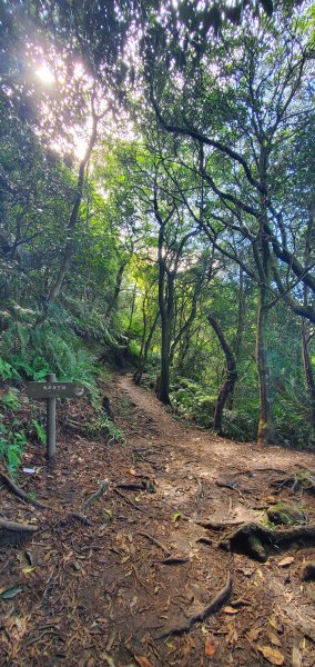 2024-10-19臺北大縱走第四段：風櫃口至大湖公園2631115