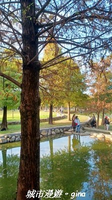 【南投名間】欣美創意園區~落羽松2968339