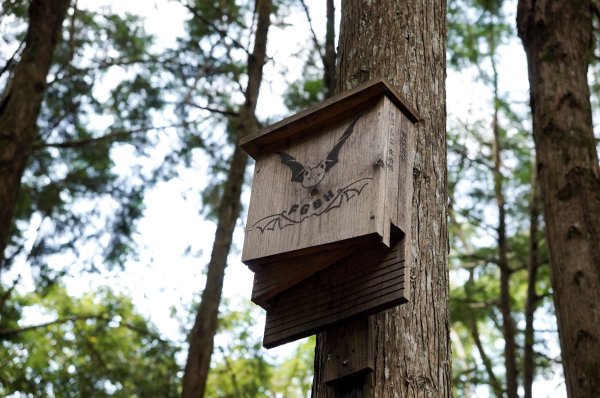 八仙山森林步道2865243