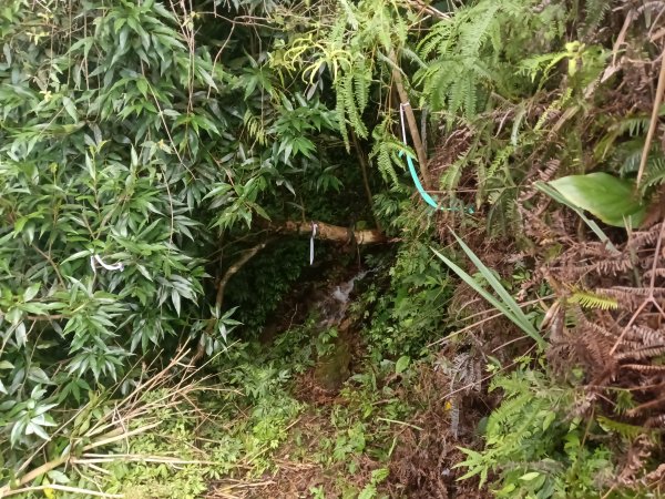 坪林區九芎坑古道+九芎坑圳沽古道+大舌湖山大小O型2845667