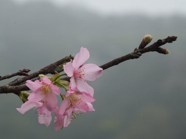 古道水圳賞櫻花2733447