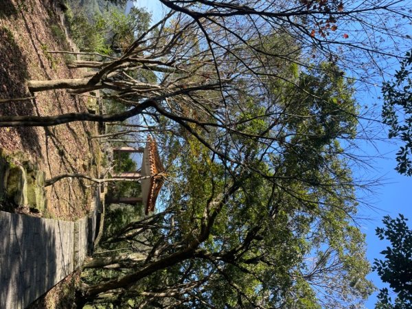 拱北殿賞楓🍁雙湖縱走賞落羽松2686641