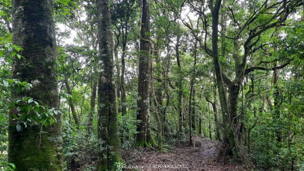 《雲林》望好望角｜石壁山嘉南雲峰步道(中側登山口）202506072805382