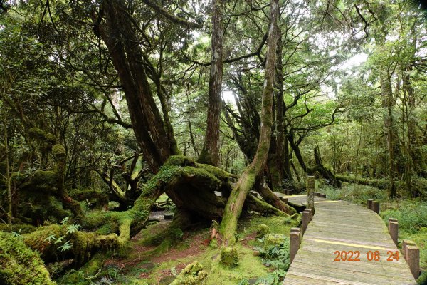 宜蘭 大同 太平山森林遊樂區 檜木原始林步道1743693