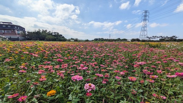 桃園仙草嘉年華,富岡老街2362161