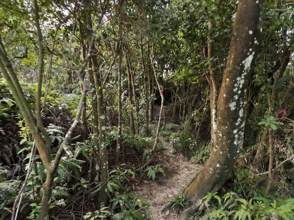 [百山百鳥尋旅-13/15] 2025_0929 圓覺寺步道2900804