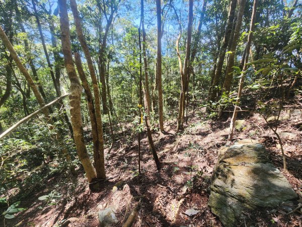 20250216水社大山潭南線2746135