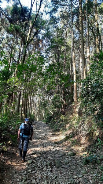 《台中》水晶蘭再現｜鳶嘴西稜線長壽山醜崠山二連峰來回202203201648926