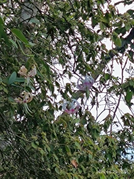 岩壁上的花、艷紅鹿子百合（22869782