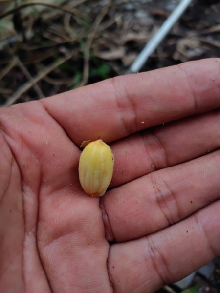 多納六秀 足母山 鬼斧神工一線天 德德山2953029