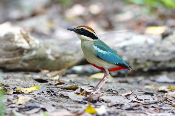 【新聞】社區、保育團體復育有成 八色鳥現身新竹自然谷