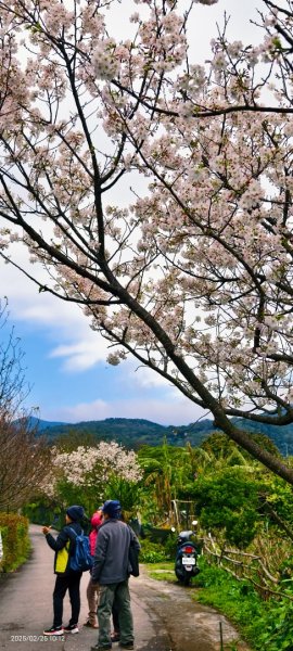 追花是簡單的快樂，賞花是恬淡的幸褔 2/252720110