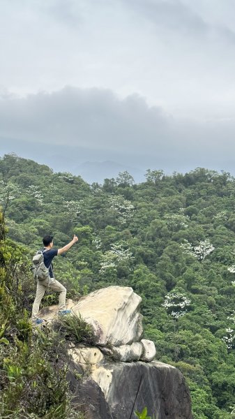 追桐花的季節到了~老鷲尖山 內溝山 翠湖 金龍湖O型走封面