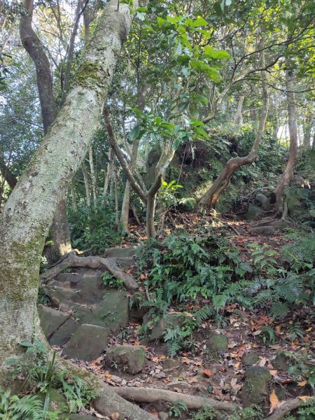 微笑山線：【二格山系】筆架連峰段2963178