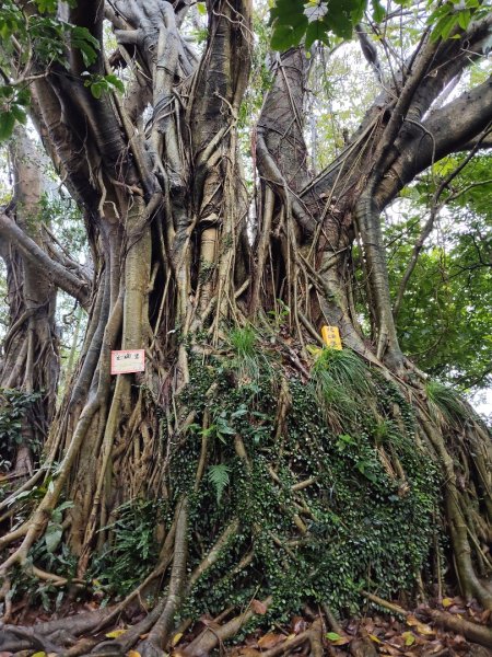獅球嶺&劉銘傳隧道3010101