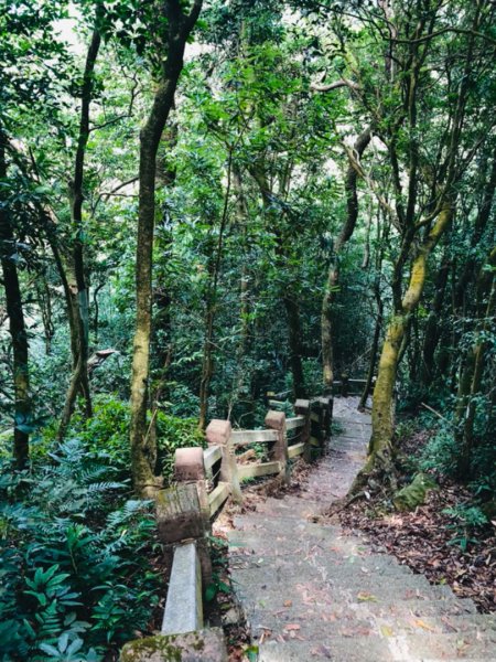 關刀山步道 之 宮崎駿式的浪漫🌹1489204