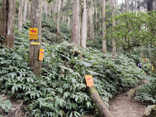 向天湖山11501252988129