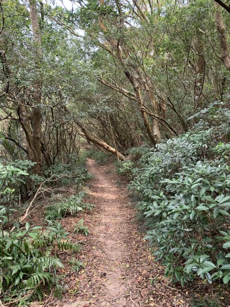 20250404屏東北獅子頭山-霧里乙山2757446