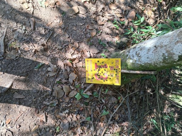 新竹十八尖山，飛鳳山，觀日坪，五指山，鵝公髻山步道3132049