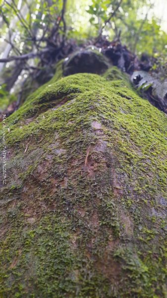 《雲林》望好望角｜石壁山嘉南雲峰步道(中側登山口）202506072805363