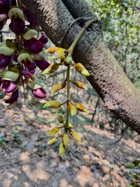 草尾嶺血藤滿山開3019028