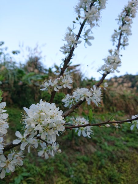 雲霧步道上鵝公髻山2425623