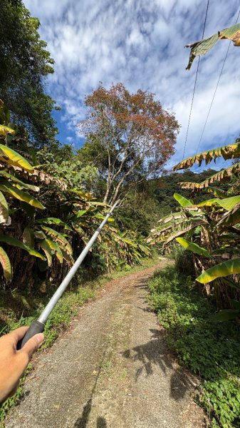 鵝黃色的優雅2960187